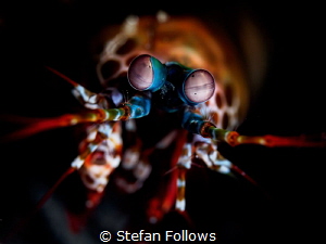 Oh Googly Bear! Peacock Mantis Shrimp - Odontodactylus sc... by Stefan Follows 